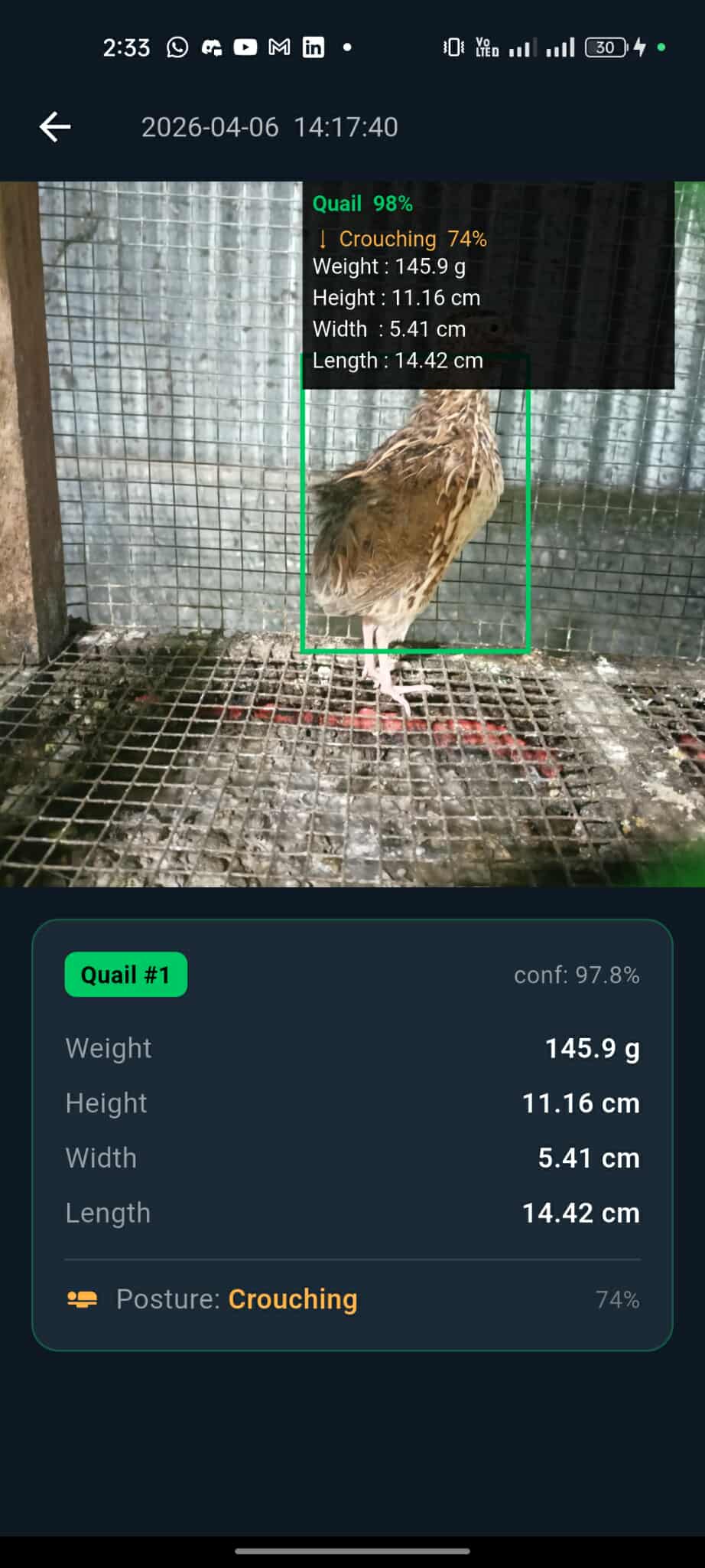 QuailVision flock monitoring dashboard