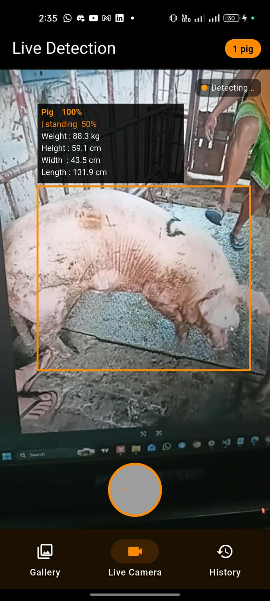 Swine weight estimation — prediction results screen